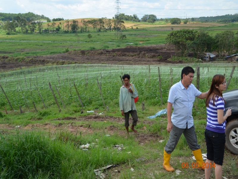 Cucumber Farm