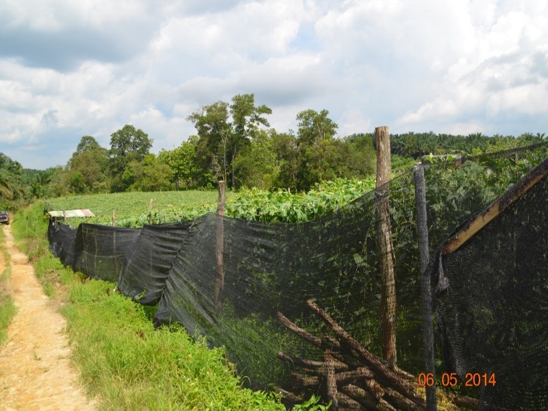 Long Bean Farm