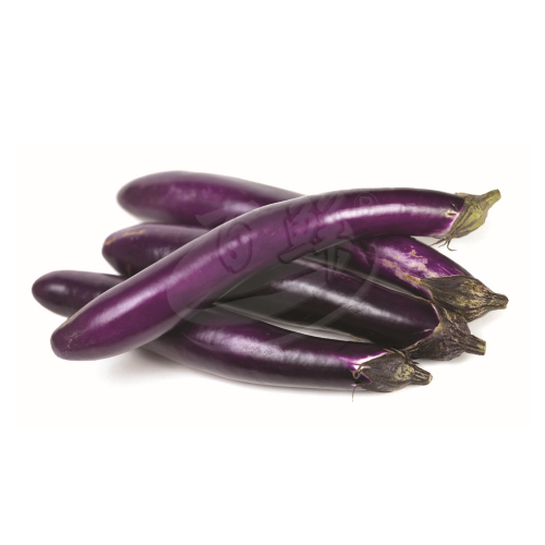 Long Brinjal (Terung Panjang) 长茄