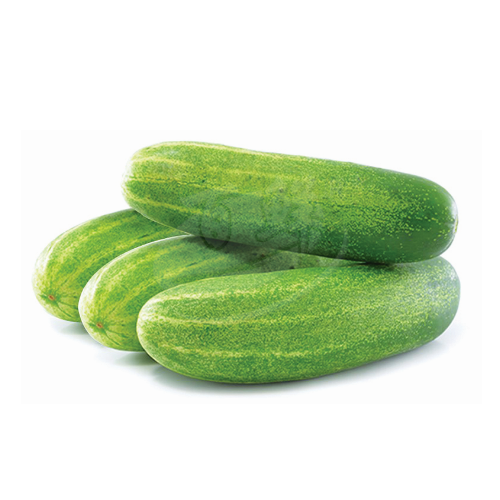 Cucumber (Timun) 黄瓜