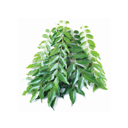 Curry Leaves (Daun Kari) 咖喱叶