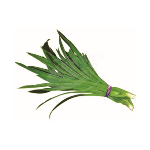 Pandan Leaves (Daun Pandan) 班兰叶