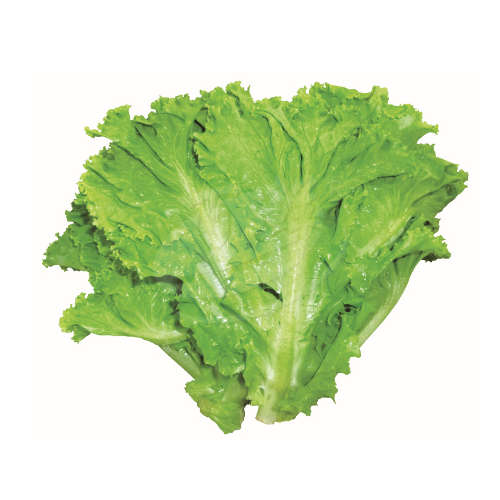 Lettuce (Salad) 生菜