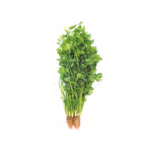 Chinese Celery (Daun Sup) 芹菜