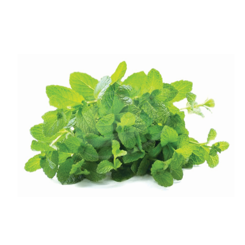 Mint Leaves (Daun Pudina) 薄荷叶