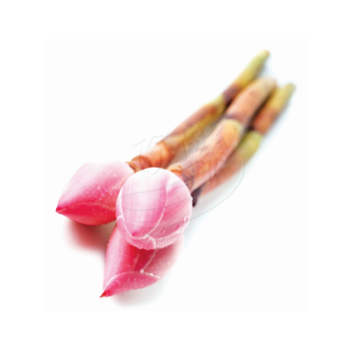 Ginger Flower (Bunga Kantan) 姜花