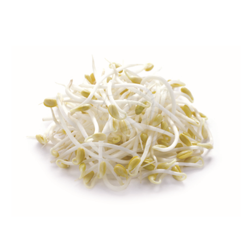 Bean Sprout (Taugeh) 豆芽