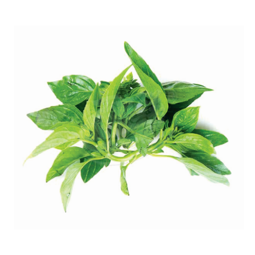 Basil (Daun Selasih) 九层塔