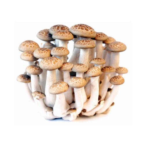 Buna Shimeiji Mushroom (Cendawan Bunashimeji) 灵芝菇
