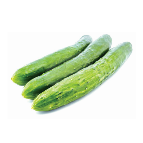 Japanese Cucumber (Timun Jepun) 日本黄瓜