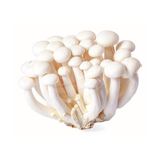 White Shimeji Mushroom (Cendawan Payung) 白玉菇