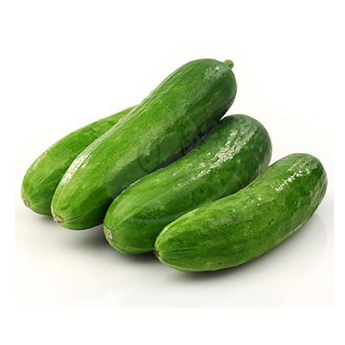 Small Cucumber (Timun Kecil) 小黄瓜