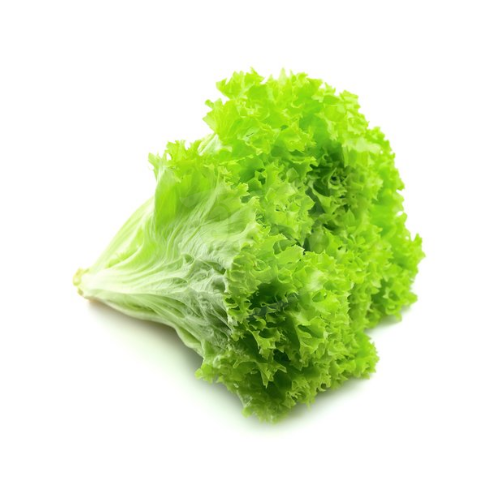 Green Coral Lettuce (Salad Hijau) 生菜