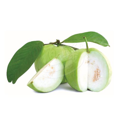 Guava (Jambu Batu) 番石榴