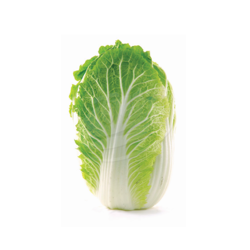 Long Cabbage (Kobis Panjang) 大白菜
