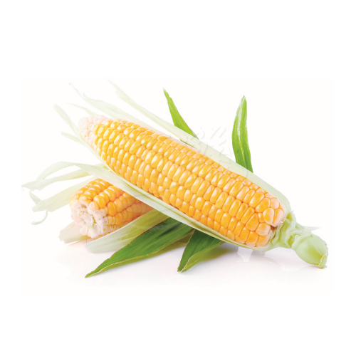Sweet Corn (Jagung manis) 甜玉米