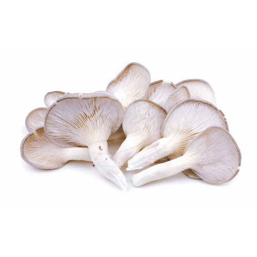 Oyster Mushroom (Cendawan Tiram) 鲍鱼菇